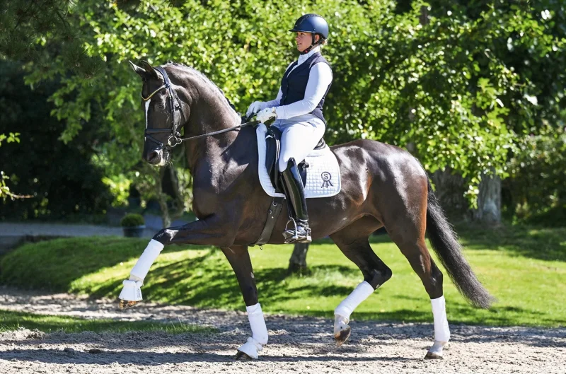 Darling PS – Highlight der Dressurkollektion der 46. P.S.I. Auktion