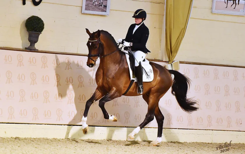 Ankumer Dressur Club – Dressurturniere im P.S.I. Sport- und Auktionszentrum