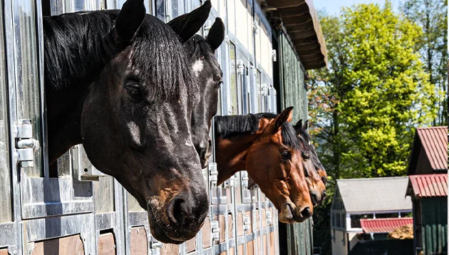 Global Dressage Forum 2016 auf dem Hof Kasselmann