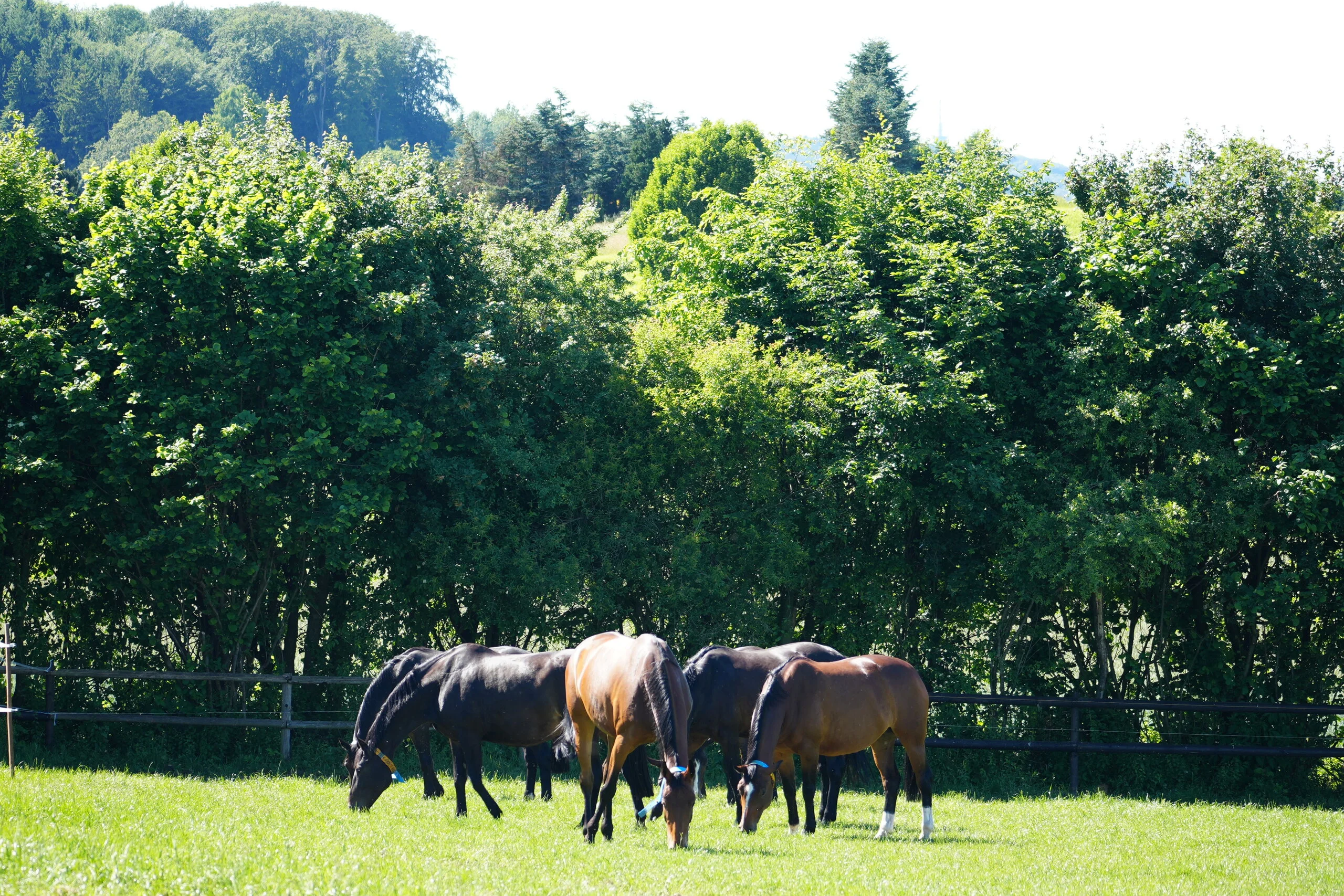 Pferdeweide der Aufzucht auf dem Hof Kasselmann